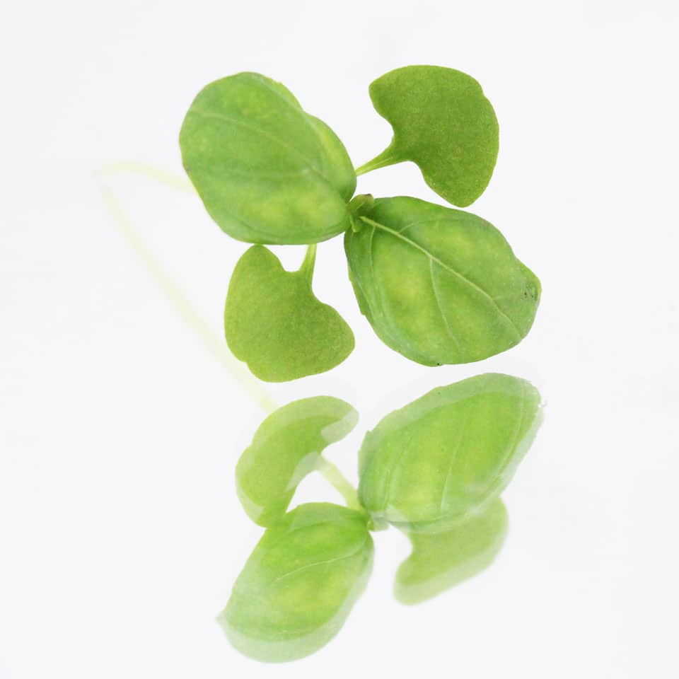 collins-nurtured-micro Green Basil